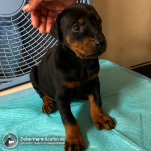 Black and Tan Male Euro