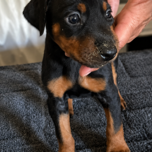 Europäische Dobermann Hündin Schwarz-Rost