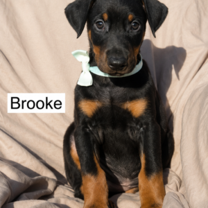 Brooke