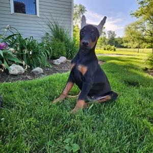 Roscoe